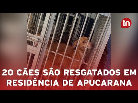 20 cães em situação de maus-tratos são resgatados em casa de Apucarana