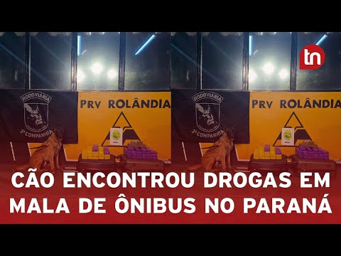 Cão farejador encontra 38 tabletes de maconha em ônibus no PR