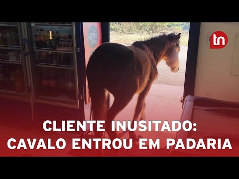 Cavalo entra em padaria de Apucarana que vende morango do amor