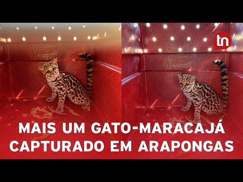 Gato-maracajá invade chácara e abate galinhas em Arapongas
