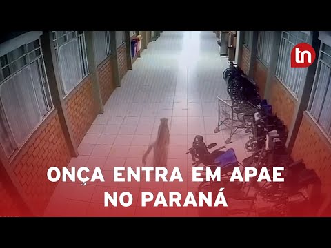 Onça é flagrada em Apae em nova aparição do felino no PR
