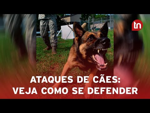 Especialista ensina técnicas para se proteger e evitar ataques de cães