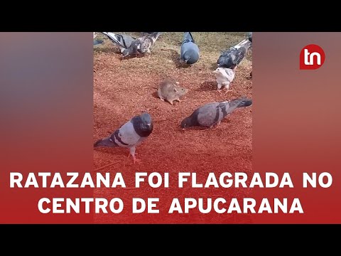 Moradora flagra ratazana no meio de pombos no centro de Apucarana