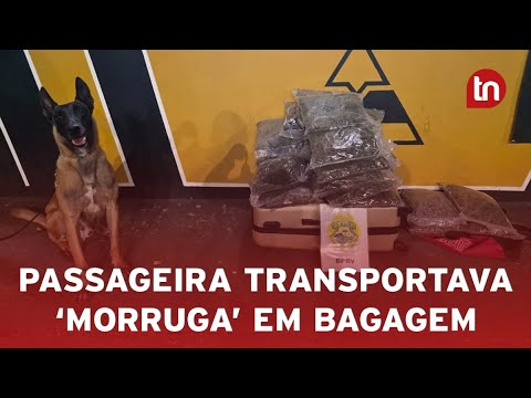 Passageira de ônibus é presa com 17 kg de 'morruga' em Rolândia