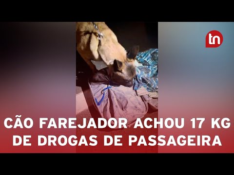 Passageira de ônibus é presa com 17,8 kg de maconha na PR-444