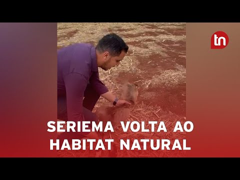 Seriema resgatada no centro de Apucarana é devolvida à natureza