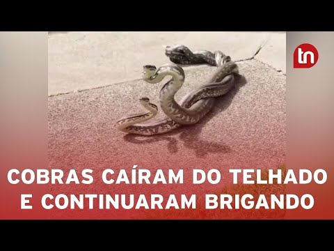 Vídeo mostra duas cobras caindo de telhado enquanto brigam