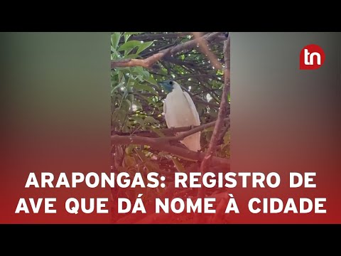 Arapongas tem registro raro de ave que dá nome ao município