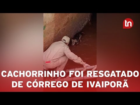 Bombeiros e BPEC resgatam cachorro de córrego em Ivaiporã