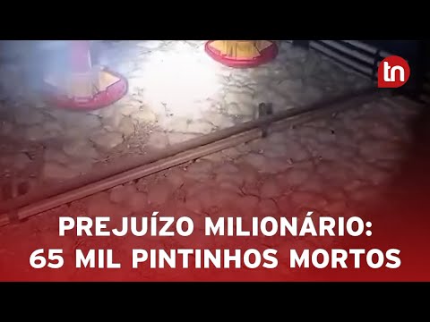 Incêndio destrói aviário e mata 65 mil pintinhos em Campo Mourão (PR)
