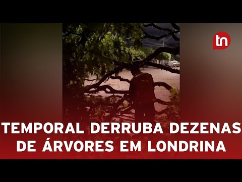 Temporal derruba dezenas de árvores em Londrina