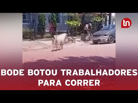 Bode surpreende trabalhadores e causa correria em rua de SC