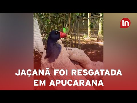 Jaçanã é resgatada no centro de Apucarana e solta no Bosque Municipal