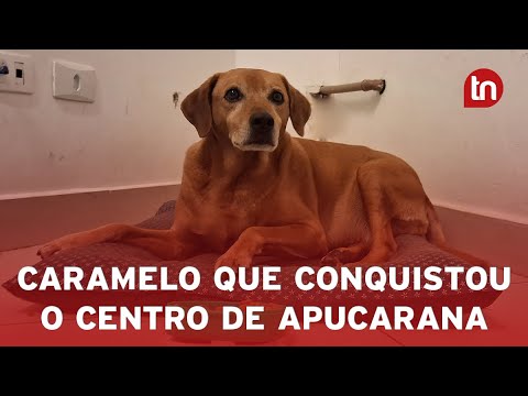 Juca, o vira-lata que conquistou o centro de Apucarana (PR)