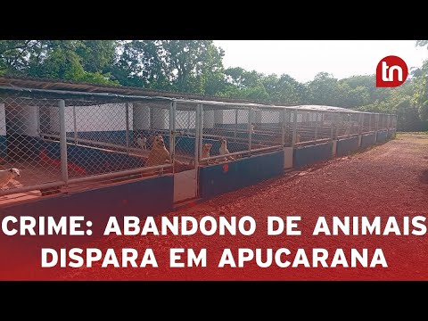 Abandono de animais dispara em dezembro em Apucarana