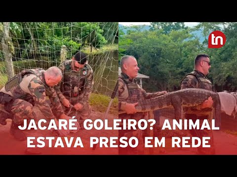 Deu ruim pro goleiro: jacaré fica preso em rede de gol e é resgatado em SC