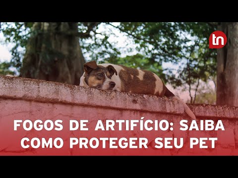 Fogos de artifício: saiba como proteger seu pet do barulho