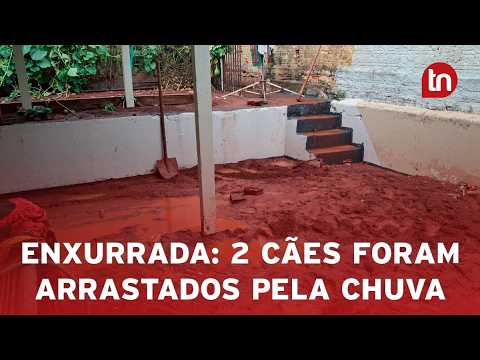 Enxurrada invade casa em Arapongas e arrasta dois cães da raça bulldog francês