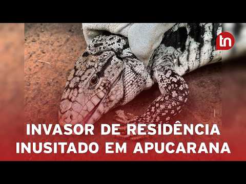 Apucaranense volta de viagem, encontra casa revirada e lagarto "morando" no local