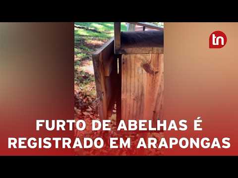 Ladrões arrombam caixas e levam 10 mil abelhas sem ferrão de parque em Arapongas