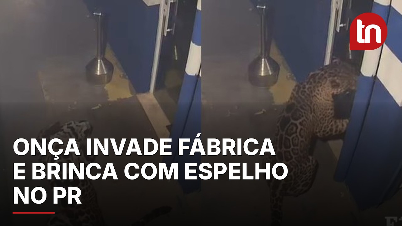 Onça-pintada invade empresa no PR e é flagrada brincando com reflexo