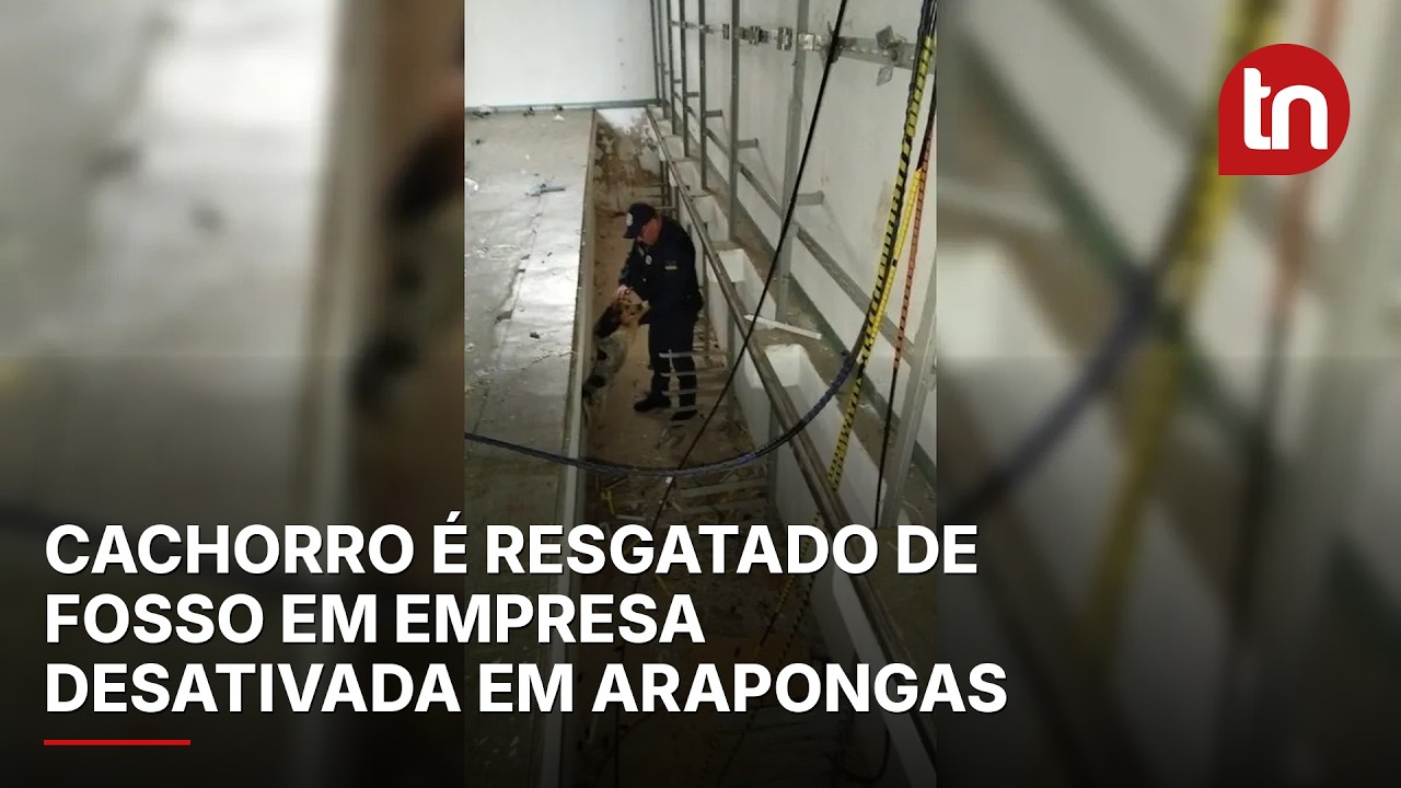 Cachorro é resgatado de fosso em empresa desativada em Arapongas