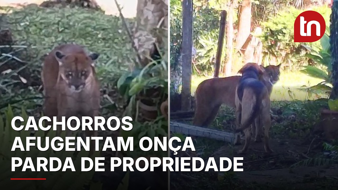 Cachorros espantam onça-parda que apareceu em quintal de casa no PR; veja