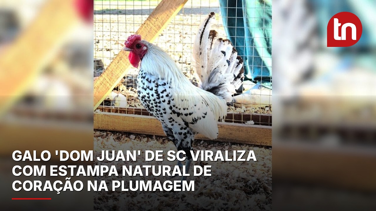 Galo 'Dom Juan' de SC viraliza com estampa natural de coração na plumagem