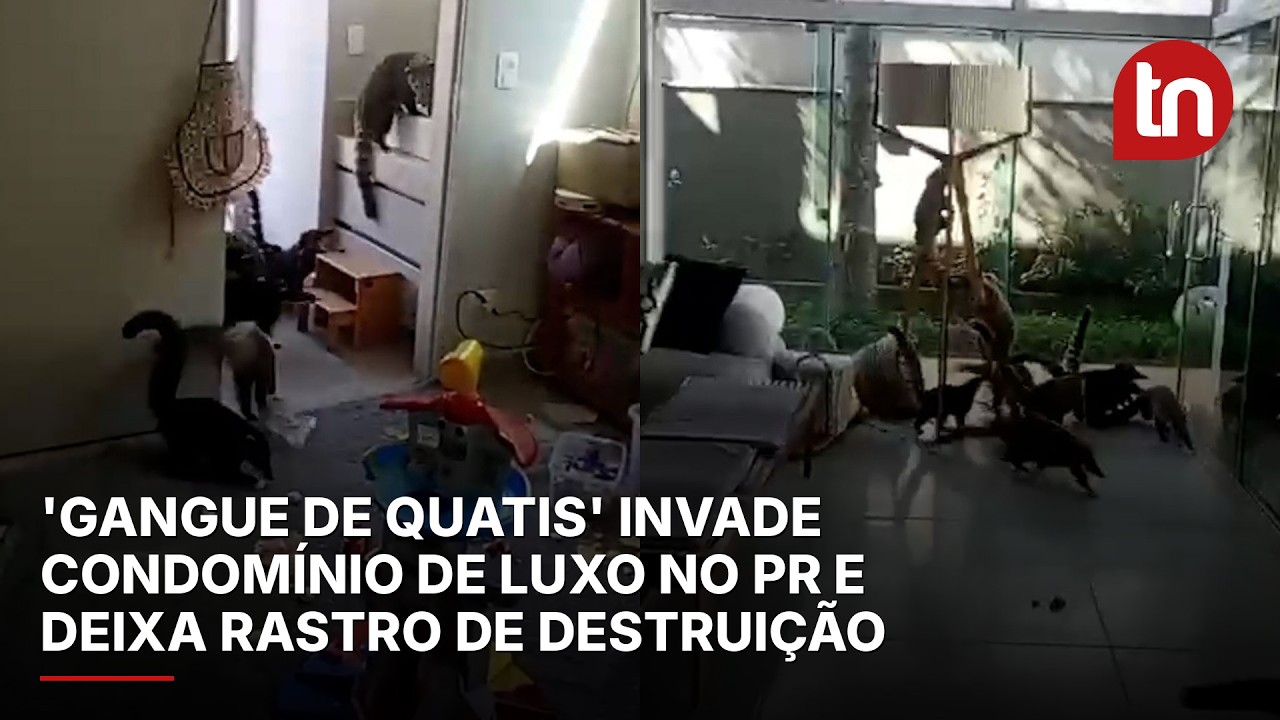 'Gangue de quatis' invade condomínio de luxo no PR e deixa rastro de destruição