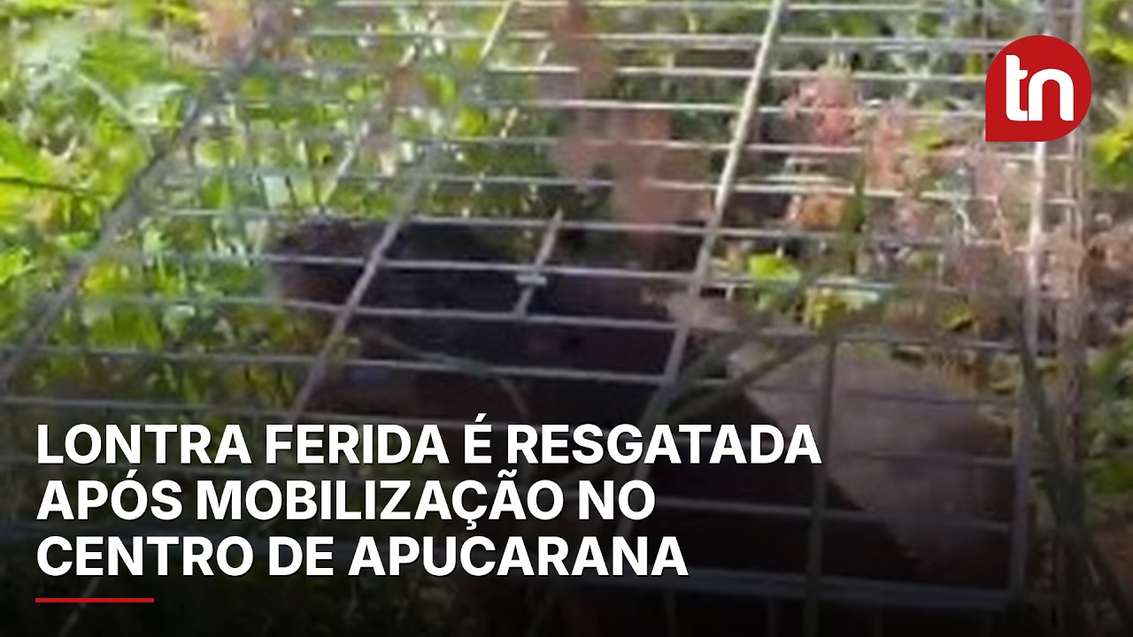 Lontra ferida é resgatada após mobilização no centro de Apucarana