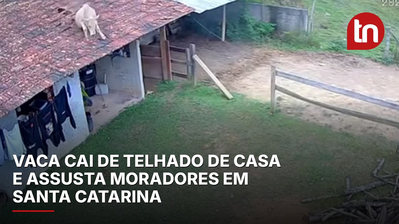 Vaca cai de telhado de casa e assusta moradores em Santa Catarina
