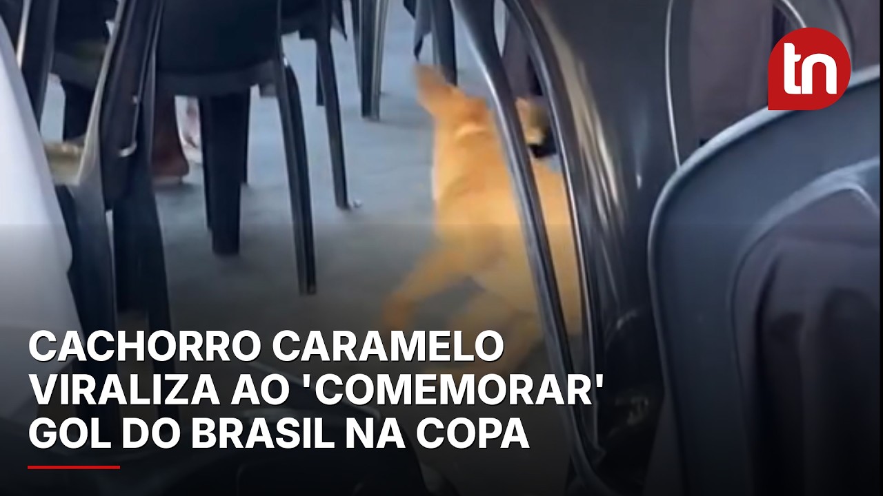 Cachorro caramelo viraliza ao 'comemorar' gol do Brasil na Copa