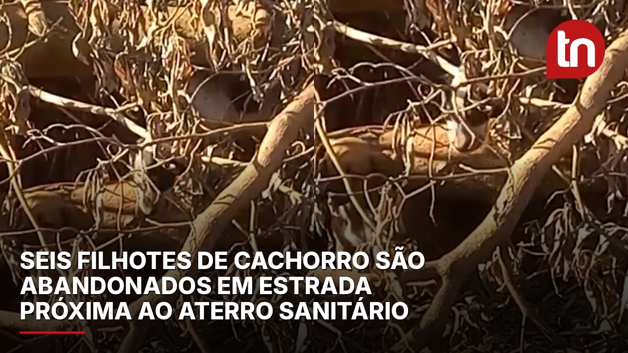 Seis filhotes de cachorro são abandonados em estrada próxima ao aterro sanitário em Apucarana
