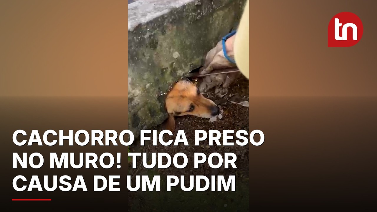 Cachorro prende cabeça em muro ao tentar alcançar pudim e é resgatado no PR