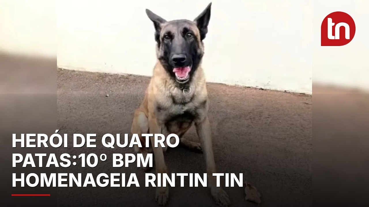 10º BPM de Apucarana se despede do cão policial Rintin Tin