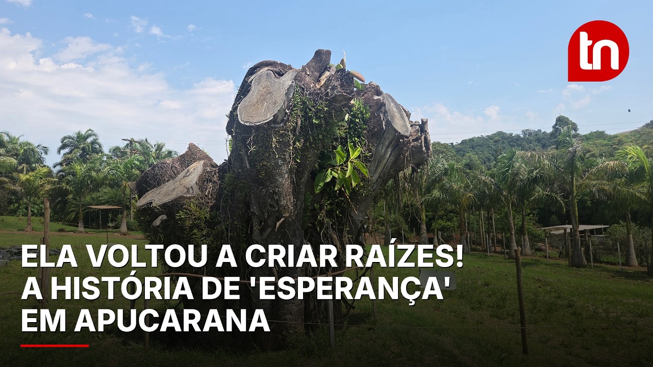 ‘Esperança’: quase dois anos após queda, falsa-seringueira volta a criar raízes em Apucarana