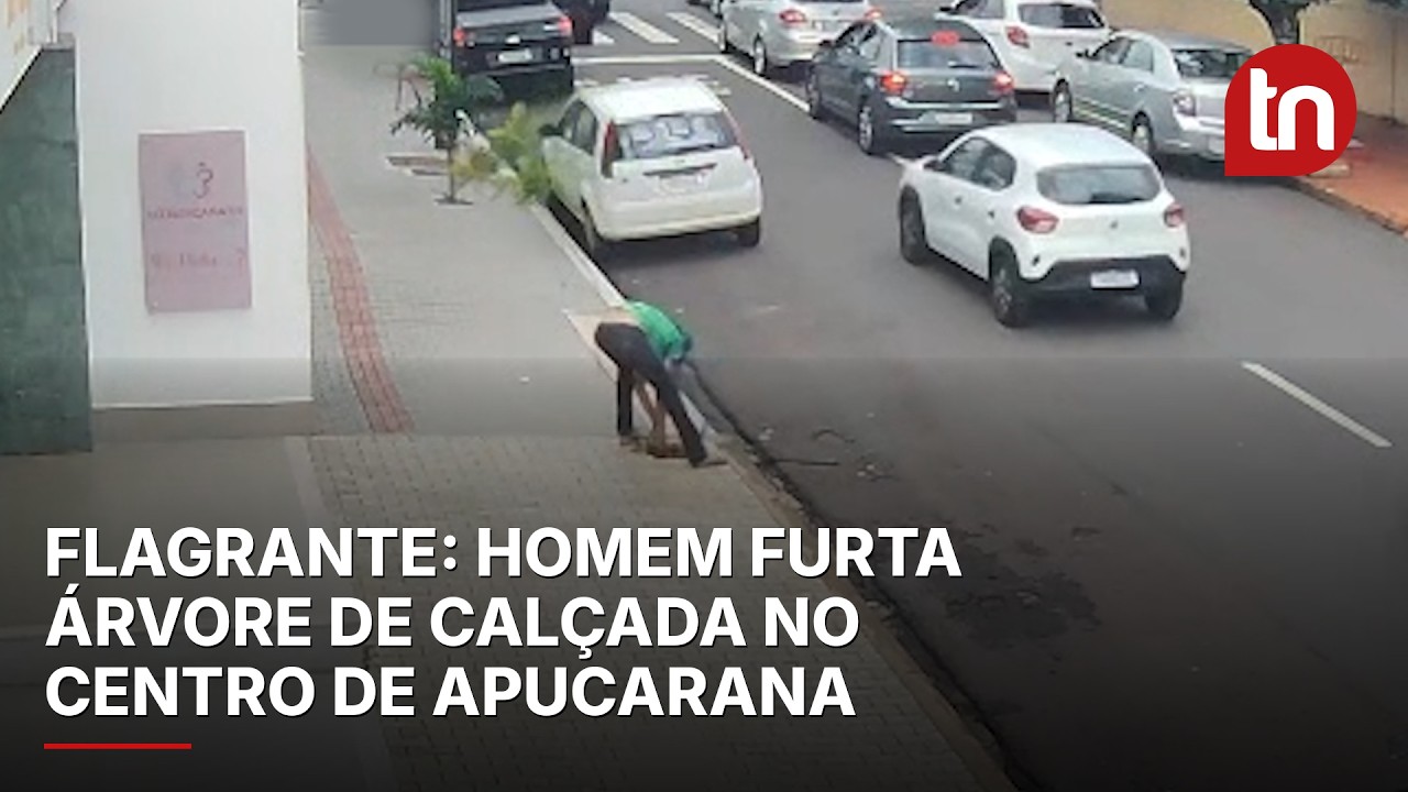 Homem é filmado arrancando e furtando árvore de calçada em Apucarana