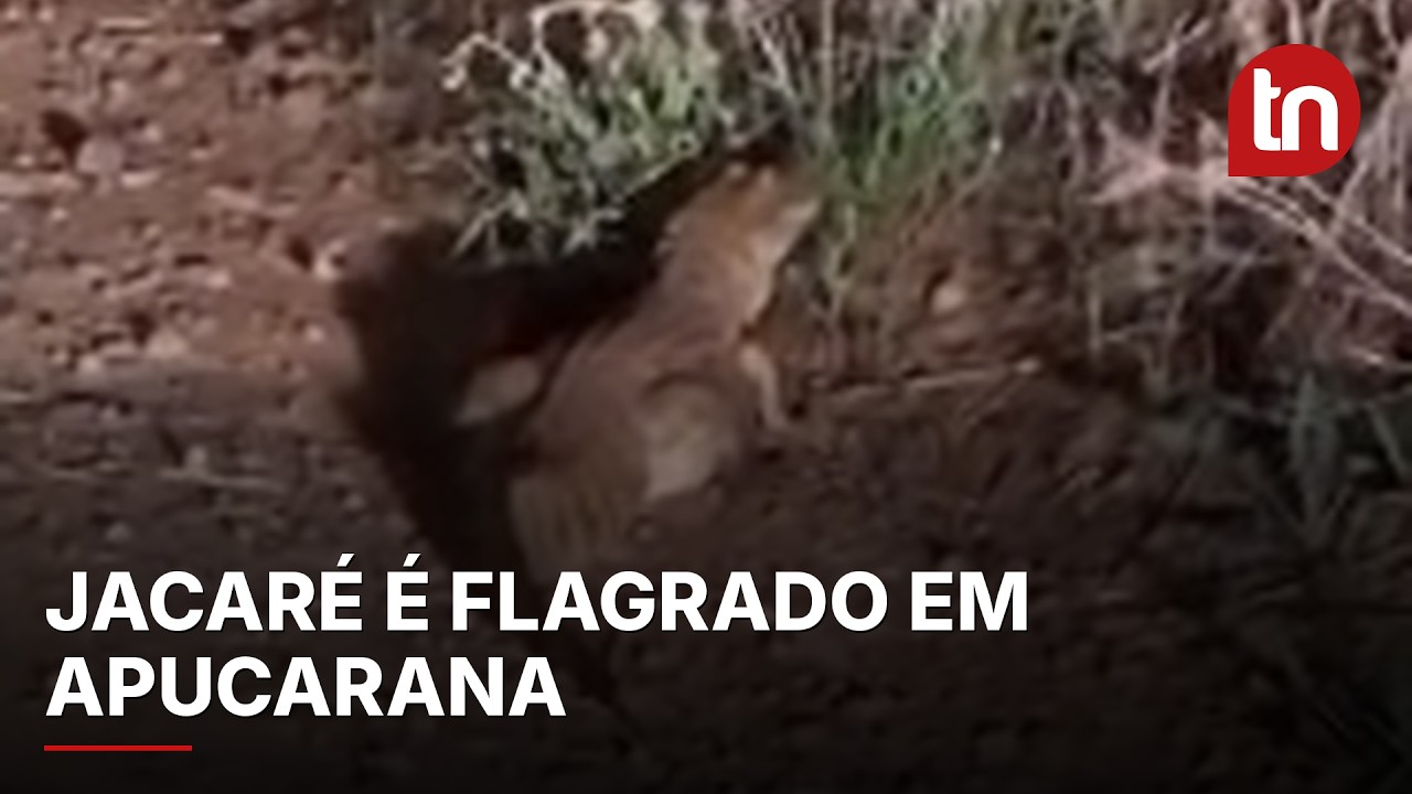 Morador faz registro raro de jacaré-de-papo-amarelo em Apucarana