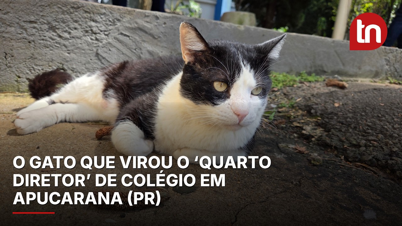 O gato que virou o ‘quarto diretor’ de colégio em Apucarana (PR)