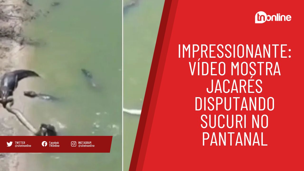Impressionante: vídeo mostra jacarés disputando sucuri no Pantanal