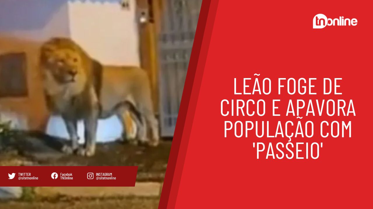 Leão foge de circo e apavora população com 'passeio'