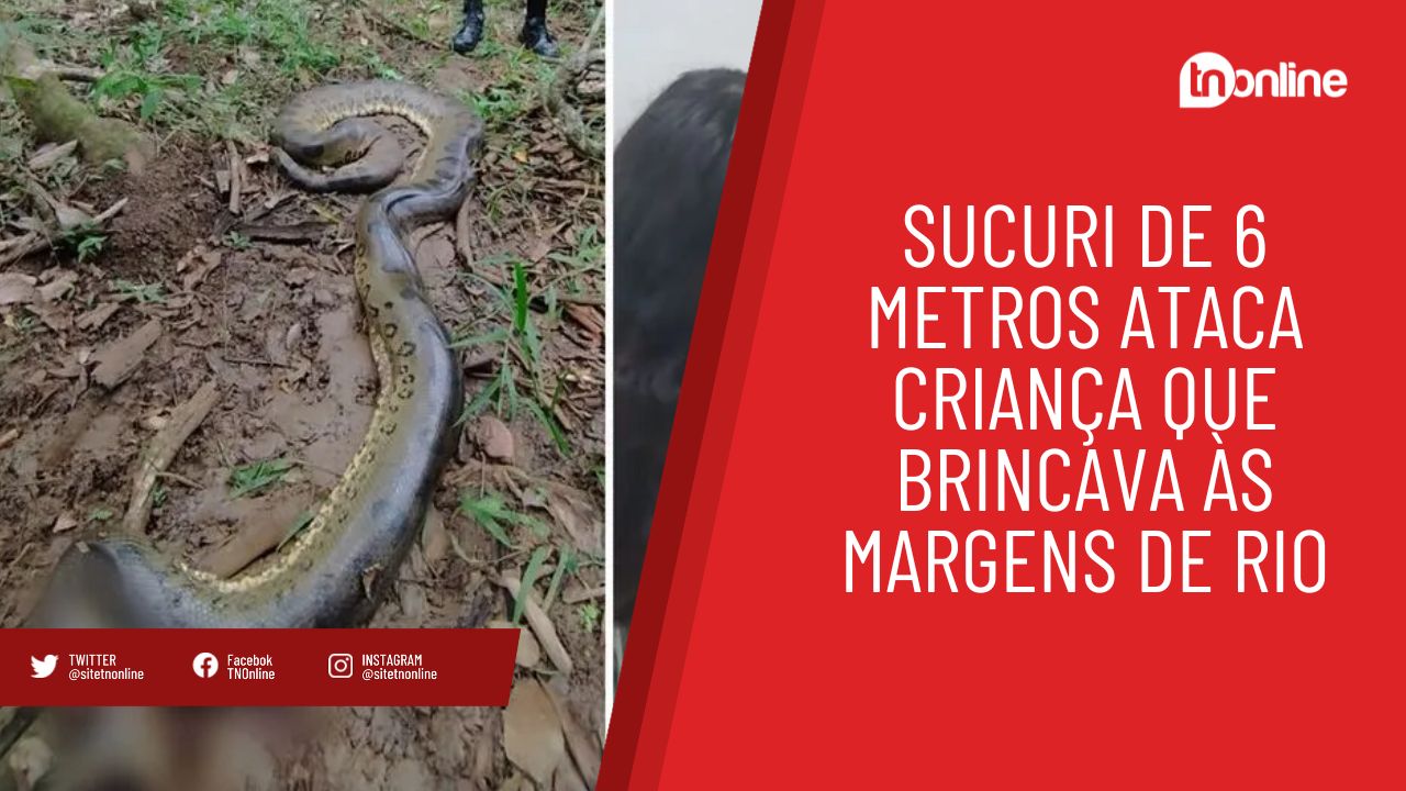 Sucuri de 6 metros ataca criança que brincava às margens de rio
