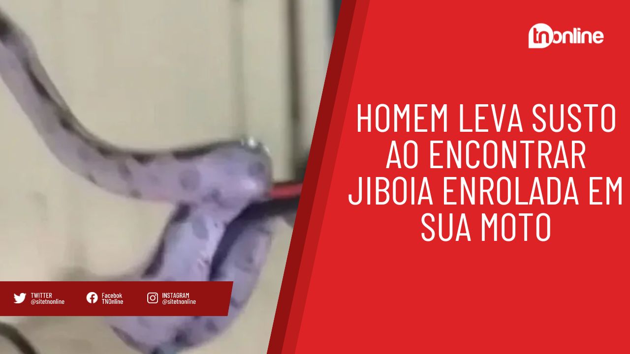 Homem leva susto ao encontrar jiboia enrolada em sua moto