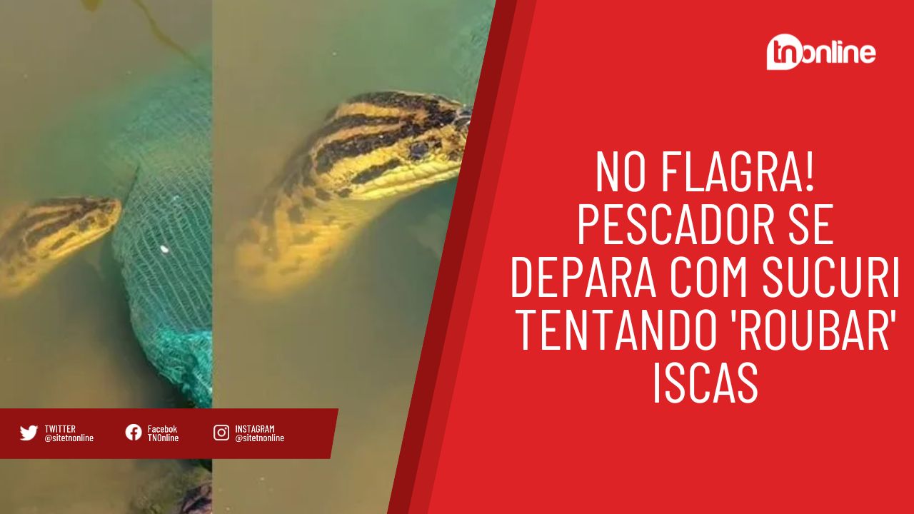 No flagra! Pescador se depara com sucuri tentando 'roubar' iscas