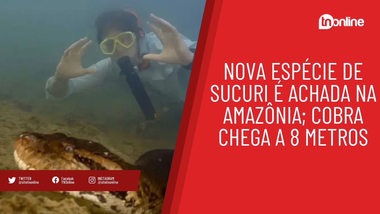 Nova espécie de sucuri é achada na Amazônia; cobra chega a 8 metros