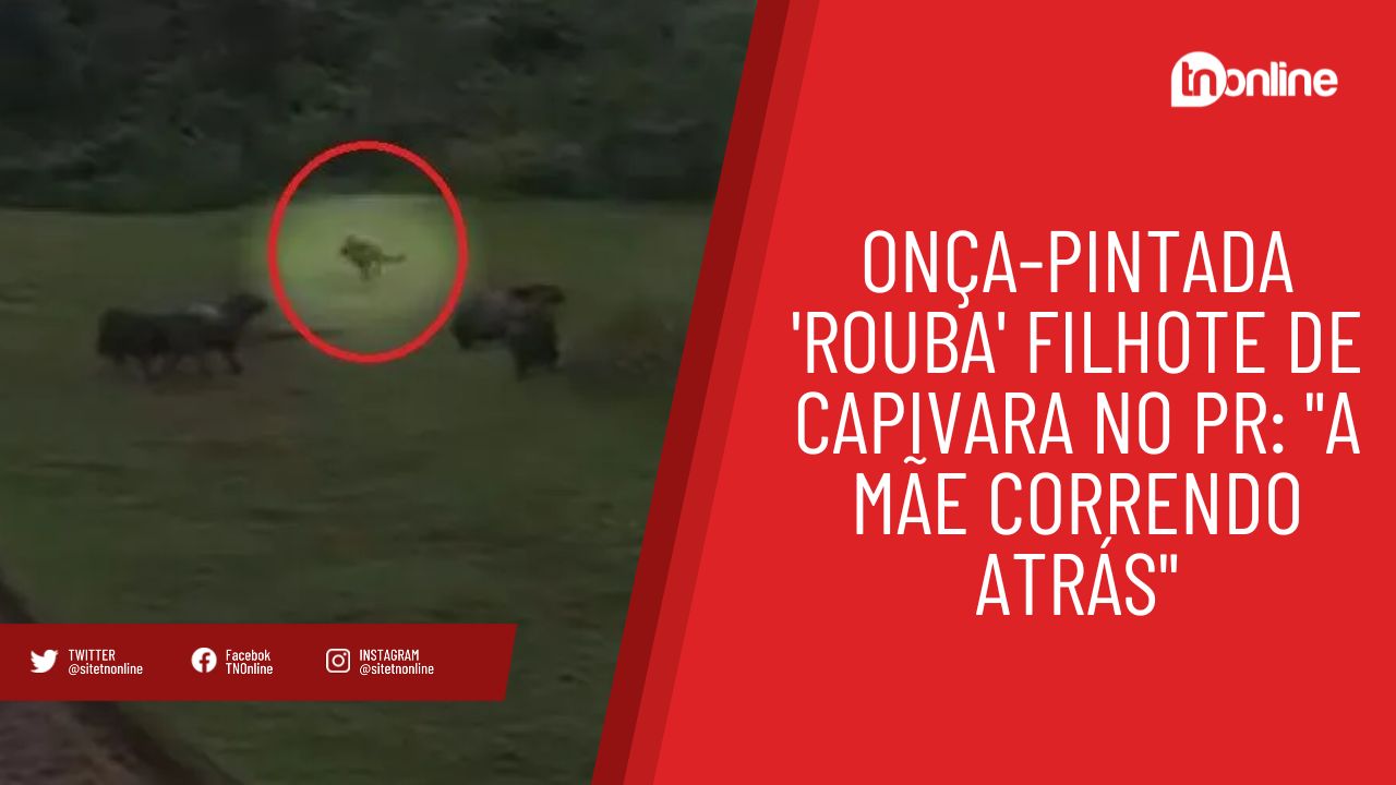 Onça-pintada 'rouba' filhote de capivara no PR: "A mãe correndo atrás"