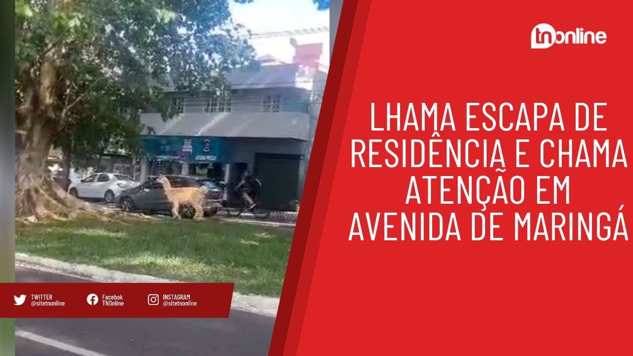 Lhama escapa de residência e chama atenção em avenida de Maringá