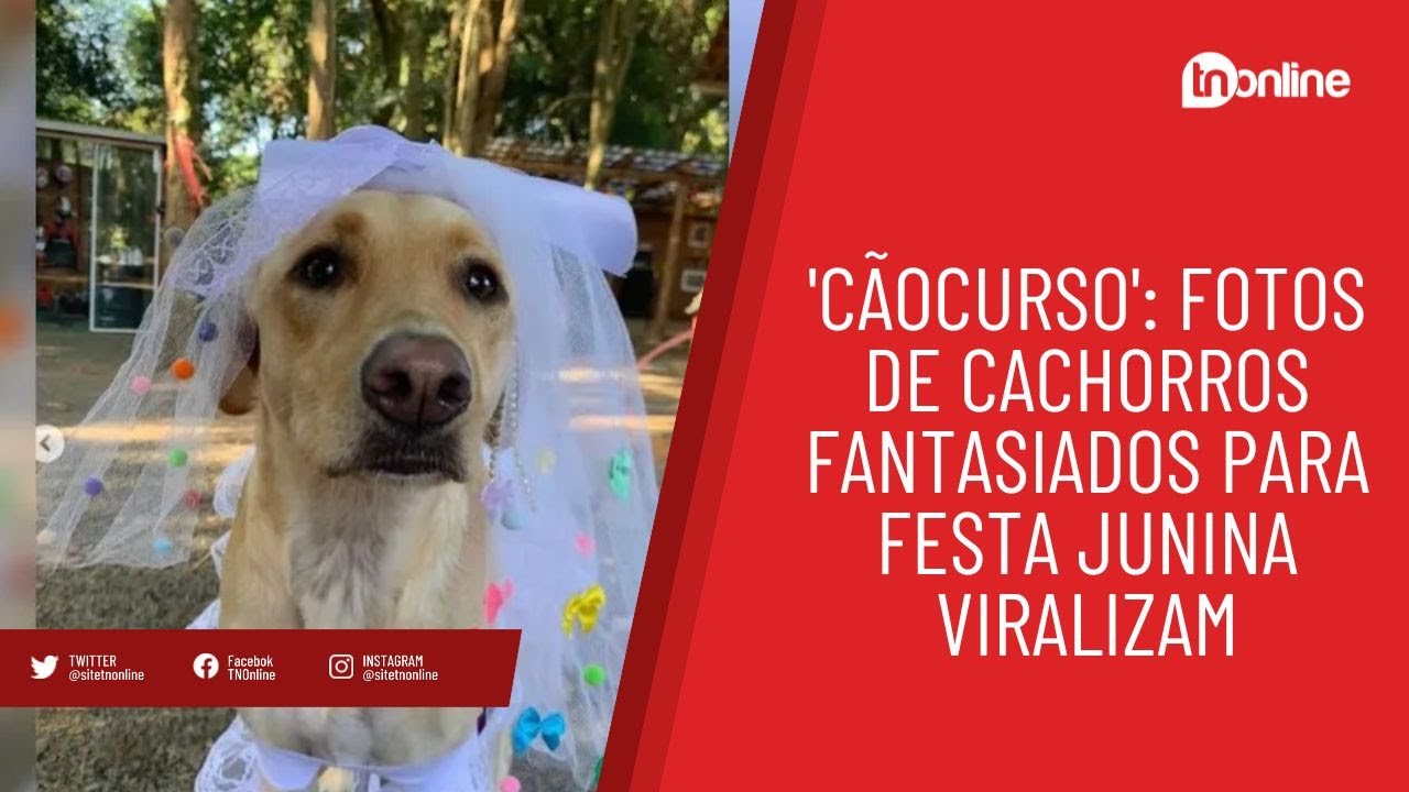 'Cãocurso': fotos de cachorros fantasiados para festa junina viralizam