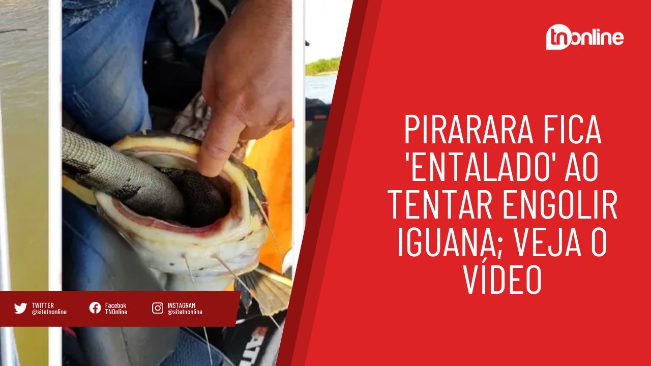 Pirarara fica 'entalado' ao tentar engolir iguana; vídeo exibe resgate