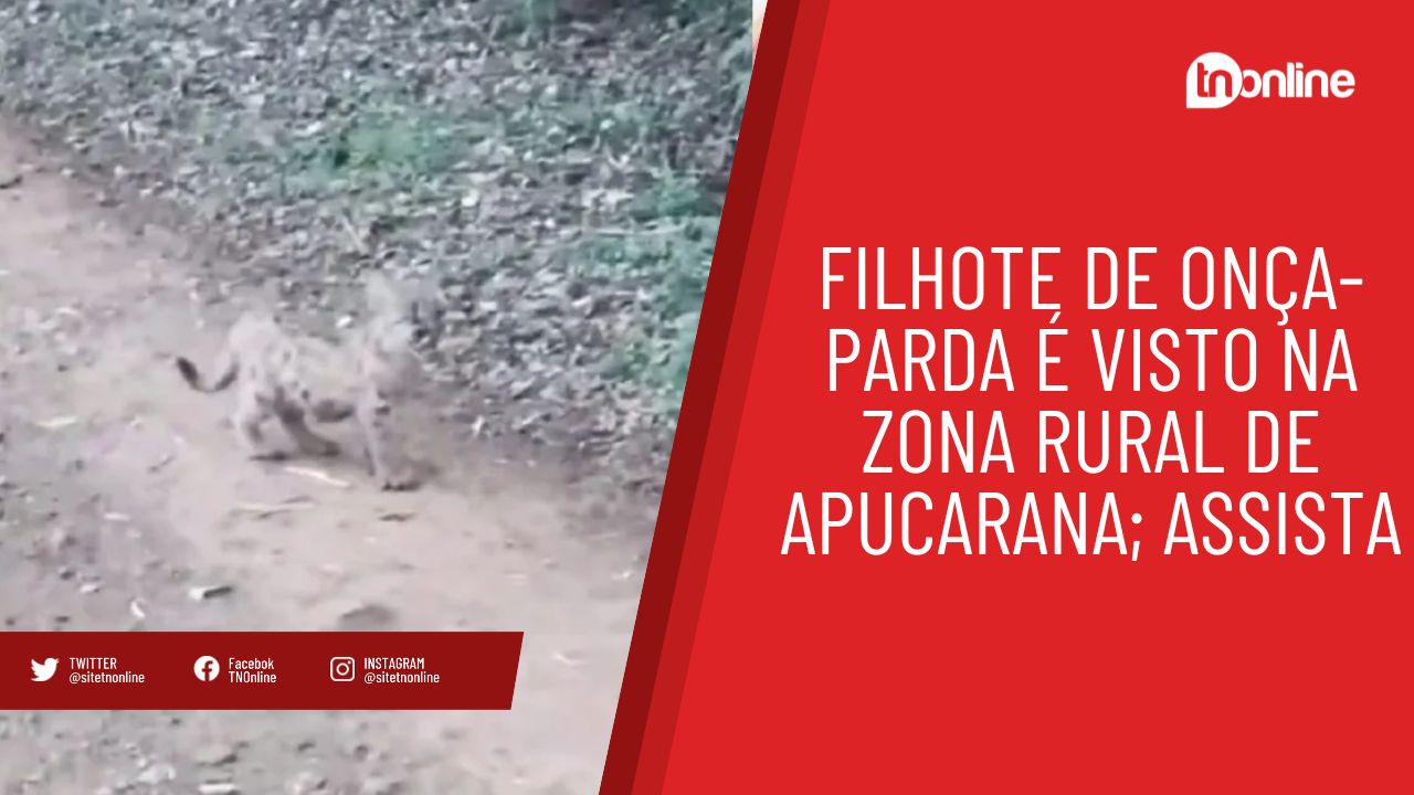 Filhote de onça-parda é visto na zona rural de Apucarana; assista